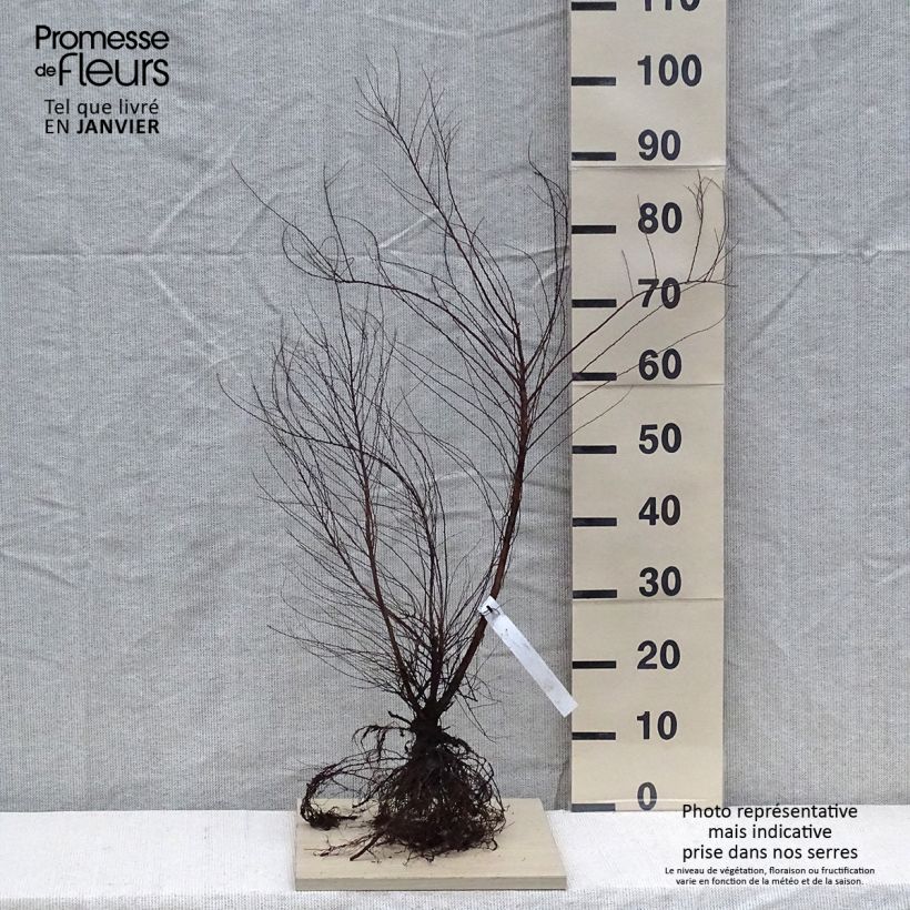 Example of Spiraea thunbergii - Spierstruik Naakte wortel as you get in hiver