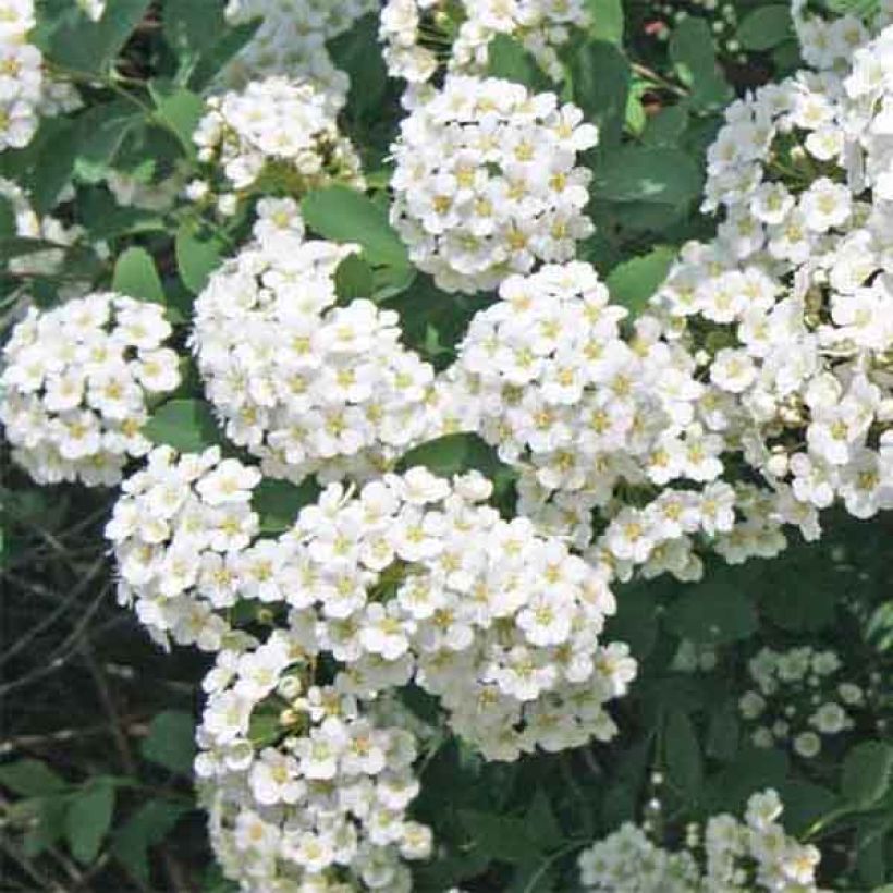 Spiraea vanhouttei - Spierstruik (Flowering)