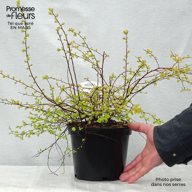 Exemplaar van Spiraea vanhouttei Gold Fountain - Spierstruik Pot van 3 l/4 l zoals geleverd in de lente