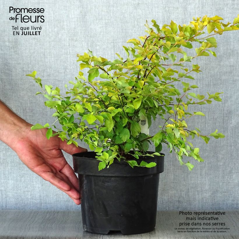 Exemplaar van Spiraea vanhouttei Gold Fountain - Spierstruik Pot van 3 l/4 l zoals geleverd in de zomer