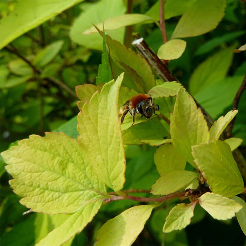Spiraea vanhouttei Gold Fountain - Spierstruik (Blad)