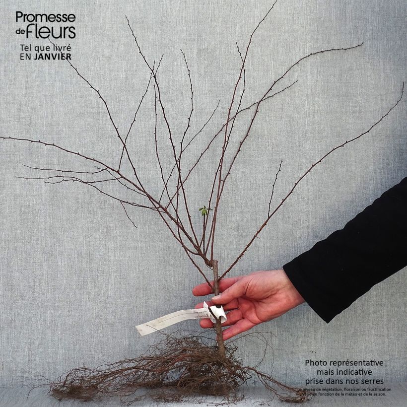 Example of Spiraea vanhouttei - Spierstruik Naakte wortel as you get in hiver