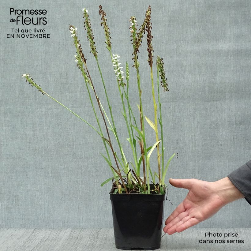 Exemplaar van Spiranthes cernua var odorata Chadds Ford - Schroeforchis Pot van 2 l/3 l zoals geleverd in de herfst