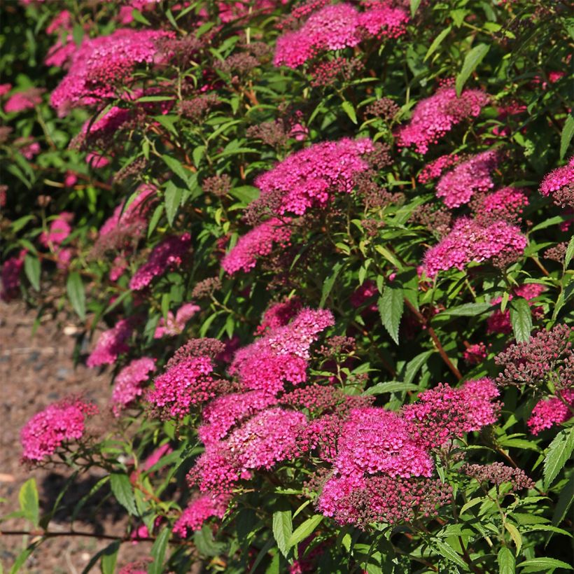 Spiraea japonica Neon Flash - Spierstruik (Groeiplaats)