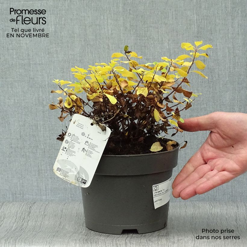 Exemplaar van Spiraea betulifolia Tor - Spierstruik Pot van 3 l/4 l zoals geleverd in de herfst