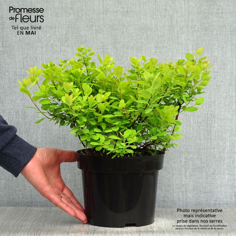 Example of Spiraea betulifolia Tor Gold - Spierstruik Pot van 3 l/4 l as you get in printemps