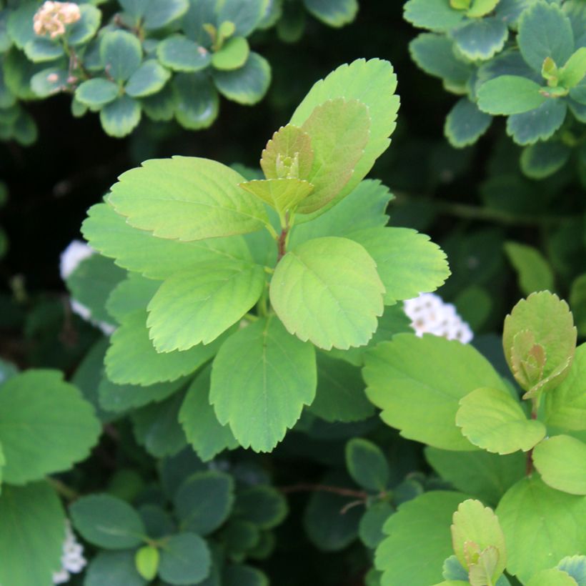Spiraea betulifolia Tor - Spierstruik (Blad)