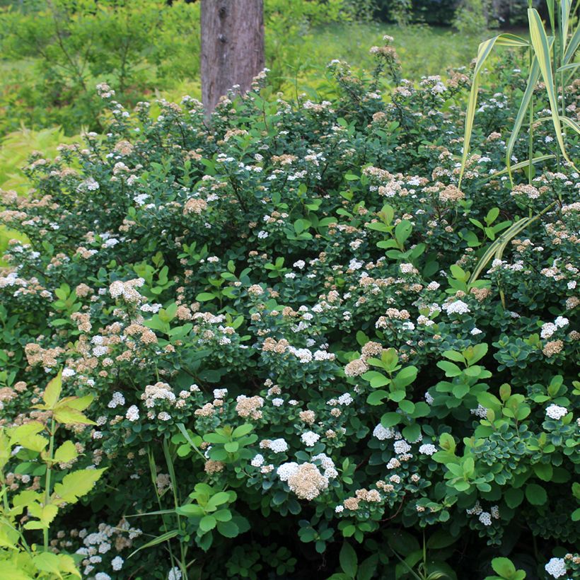 Spiraea betulifolia Tor - Spierstruik (Groeiplaats)