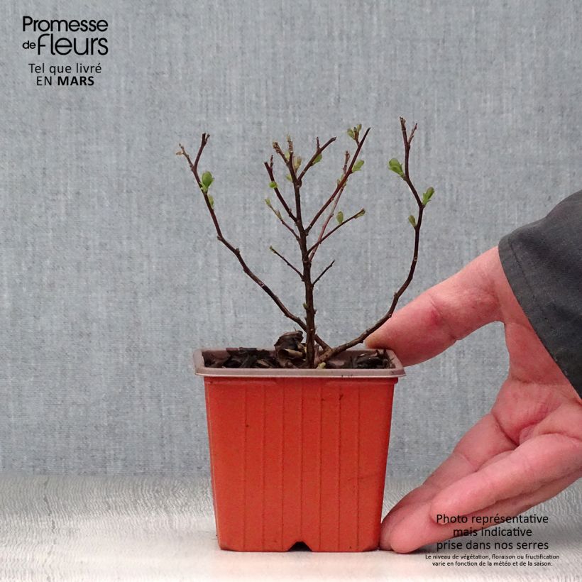 Exemplaar van Spiraea betulifolia Tor - Spierstruik Kweekpotje van 8/9 cm zoals geleverd in de lente