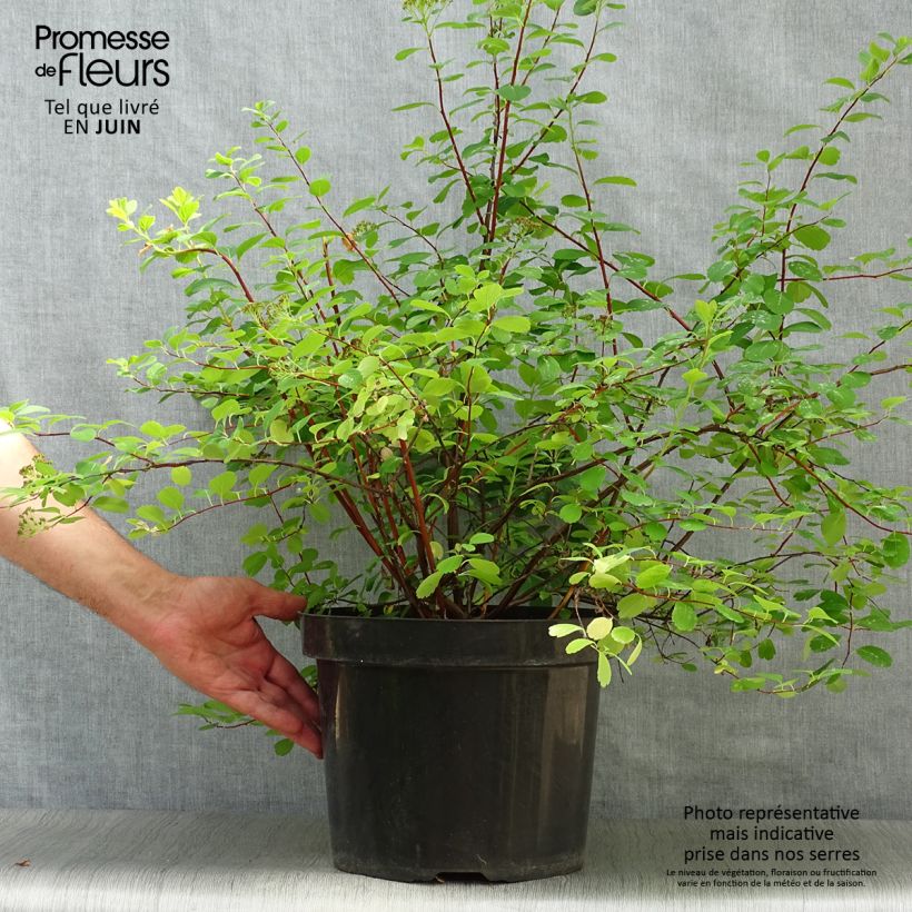 Exemplaar van Spiraea betulifolia Tor - Spierstruik Pot van 7,5 l/10 l zoals geleverd in de zomer