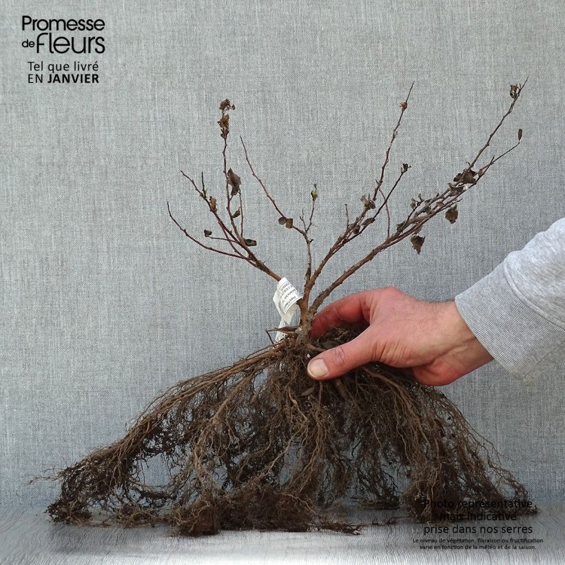 Exemplaar van Spiraea betulifolia Tor - Spierstruik Naakte wortel zoals geleverd in de winter