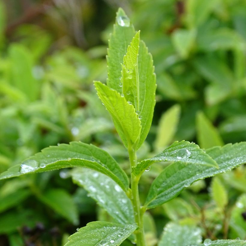 Spiraea japonica Albiflora - Spierstruik (Blad)