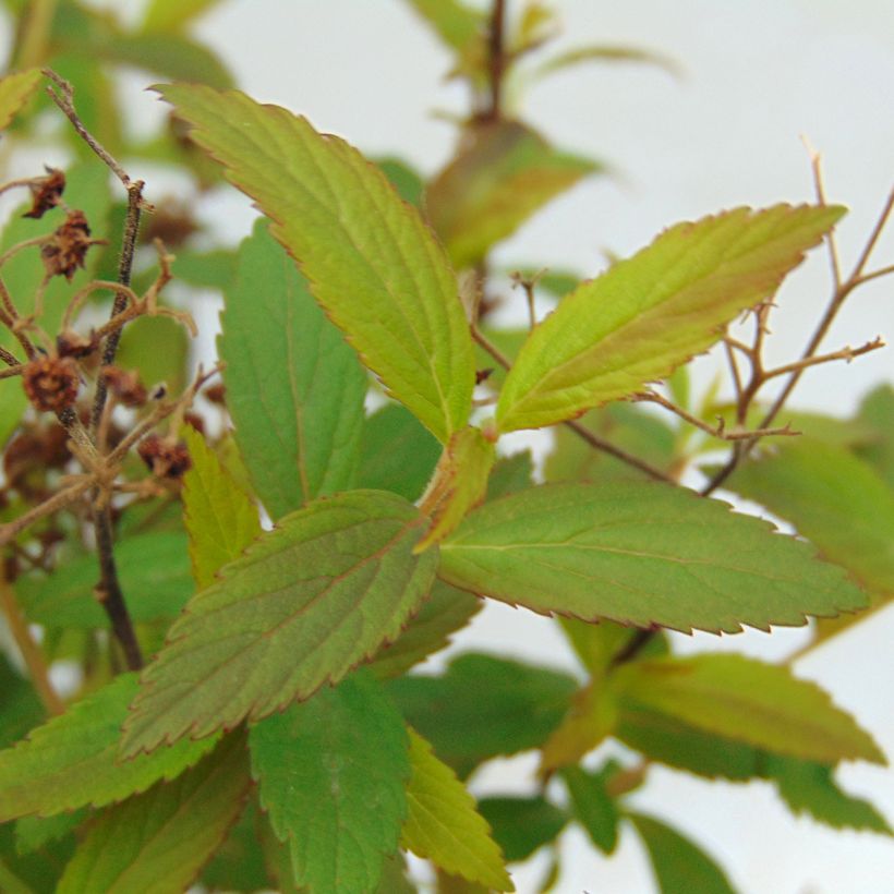 Spierstruik Anthony Waterer - Spiraea japonica (Blad)