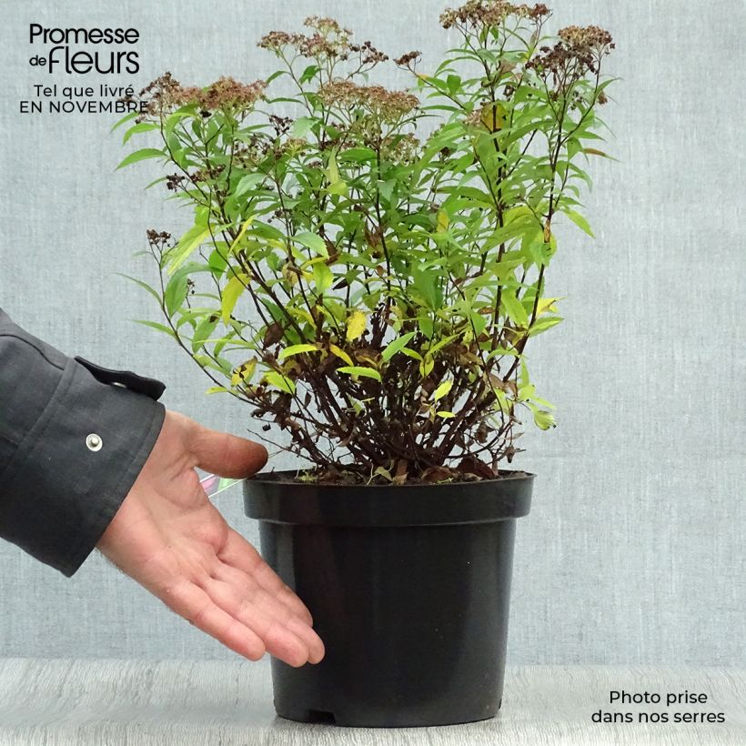 Exemplaar van Spierstruik Anthony Waterer - Spiraea japonica Pot van 3 l/4 l zoals geleverd in de herfst