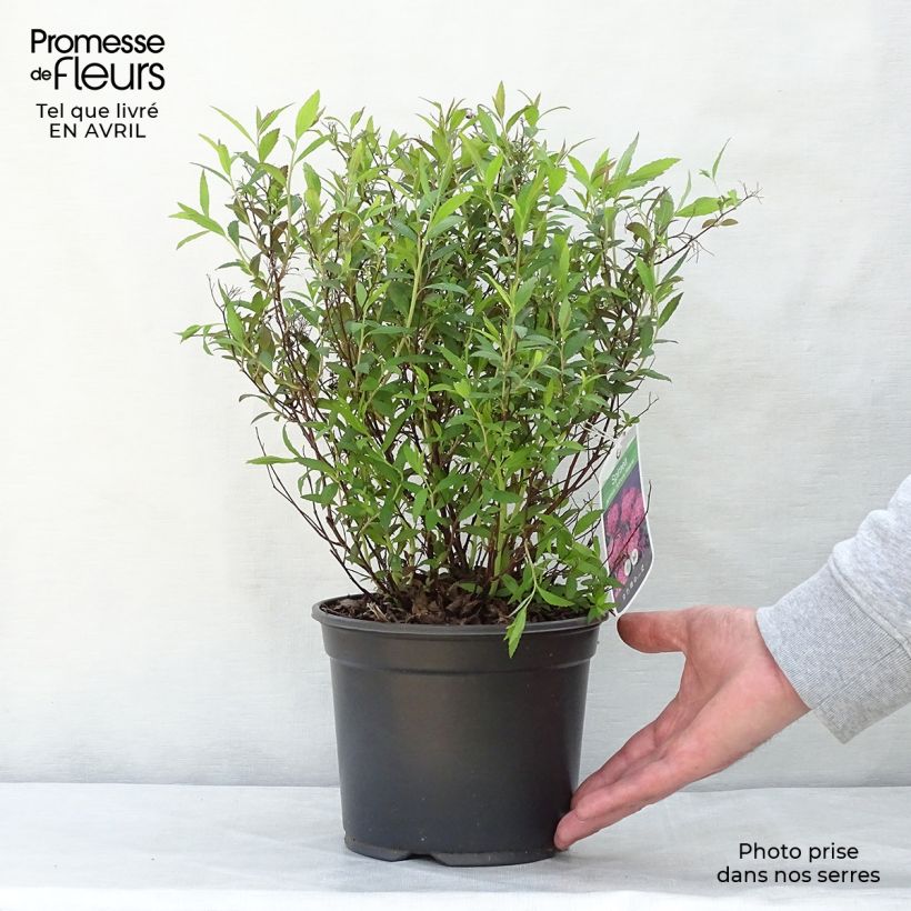 Exemplaar van Spierstruik Anthony Waterer - Spiraea japonica Pot van 3 l/4 l zoals geleverd in de lente