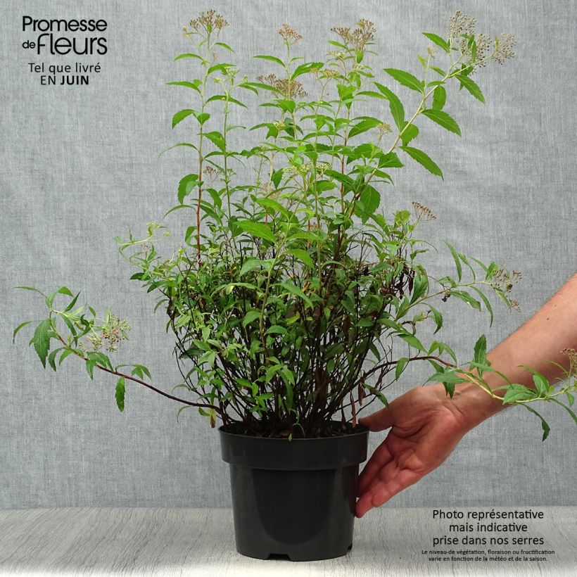 Exemplaar van Spierstruik Anthony Waterer - Spiraea japonica Pot van 3 l/4 l zoals geleverd in de zomer