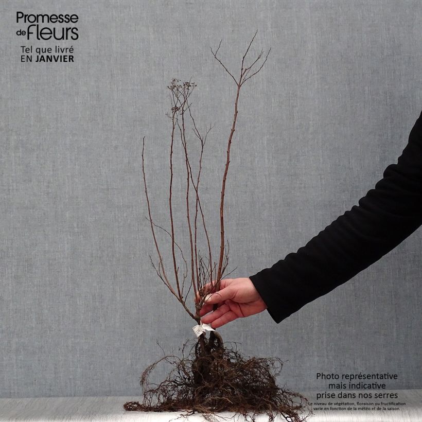 Exemplaar van Spierstruik Anthony Waterer - Spiraea japonica Naakte wortel zoals geleverd in de winter