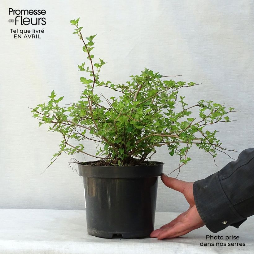 Example of Spiraea japonica Crispa - Spierstruik Pot van 1,5 l/2 l as you get in printemps