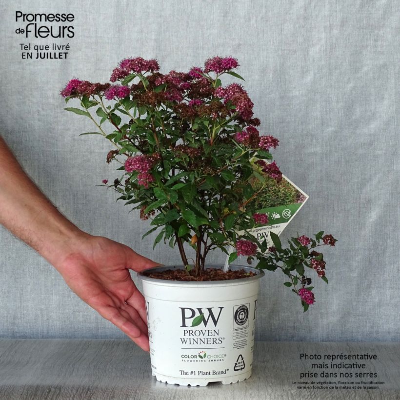 Exemplaar van Spiraea japonica Double Play Artist - Spierstruik Pot van 2 l/3 l zoals geleverd in de zomer