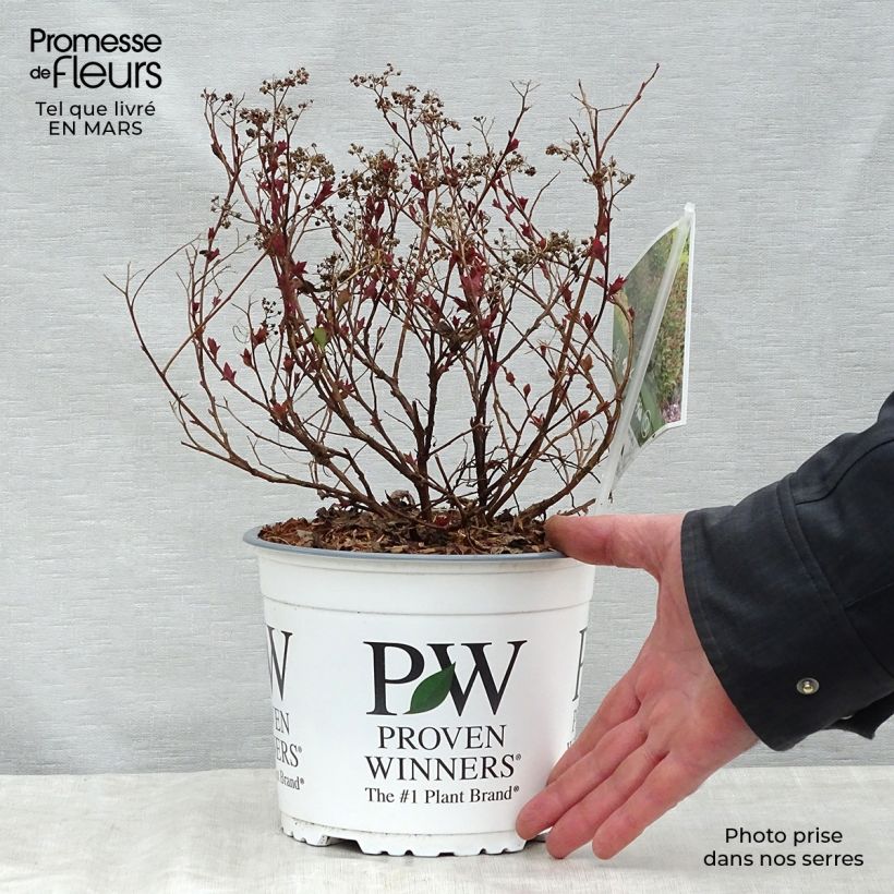 Example of Spiraea japonica Double Play Artist - Spierstruik Pot van 2 l/3 l as you get in printemps