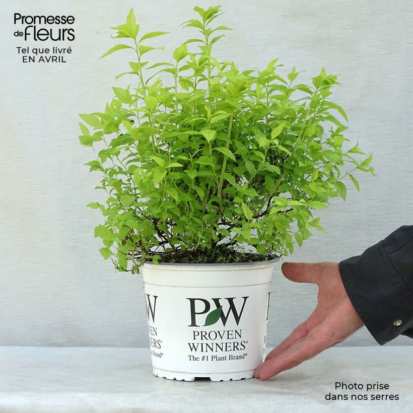 Exemplaar van Spiraea japonica Double Play Gold - Spierstruik Pot van 2 l/3 l zoals geleverd in de lente