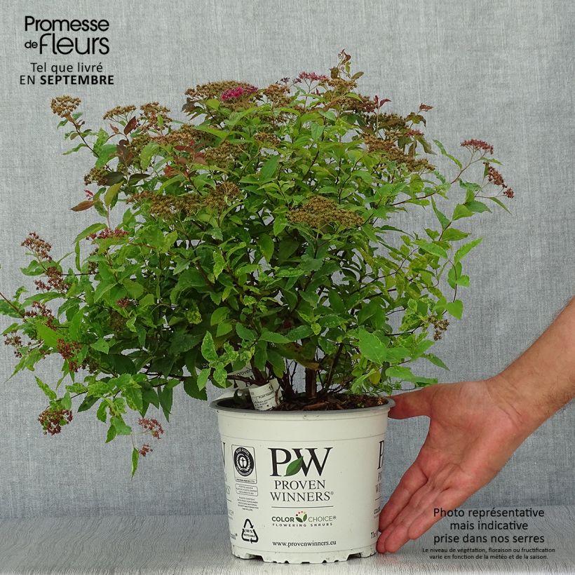 Exemplaar van Spiraea japonica Double Play Red - Spierstruik Pot van 2 l/3 l zoals geleverd in de herfst