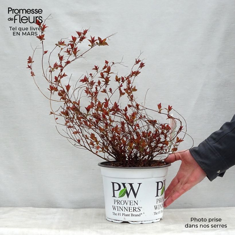 Example of Spiraea japonica Double Play Red - Spierstruik Pot van 2 l/3 l as you get in printemps