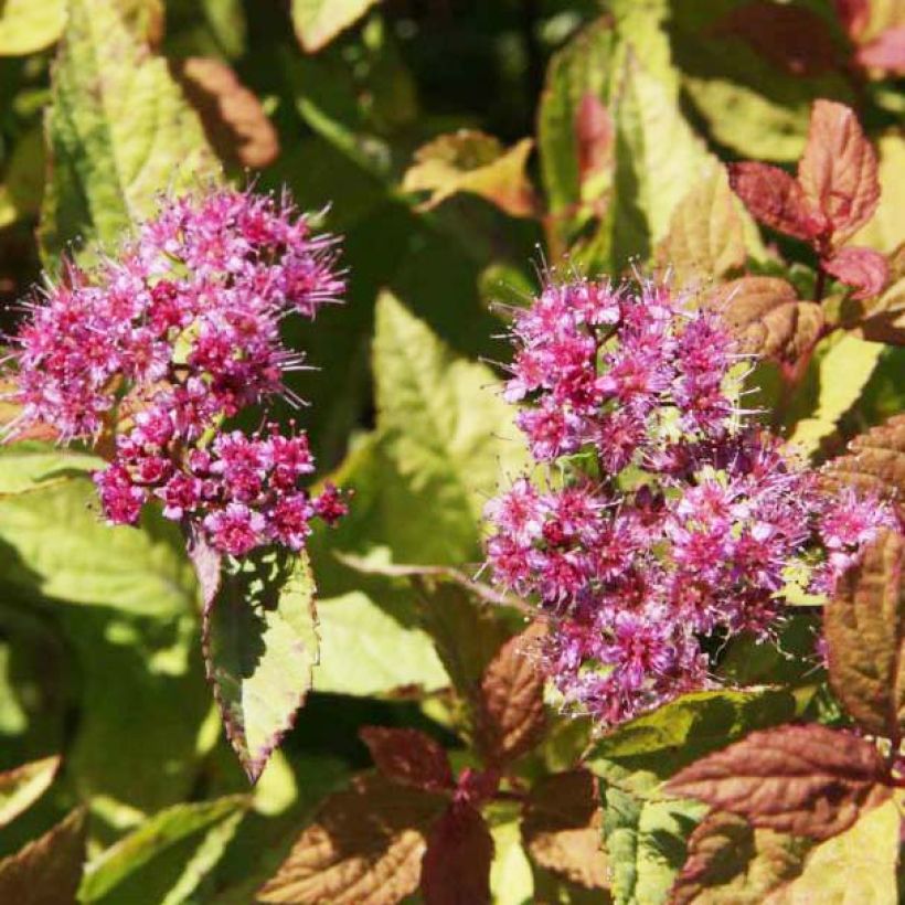 Spierstruik Firelight - Spiraea japonica (Bloei)