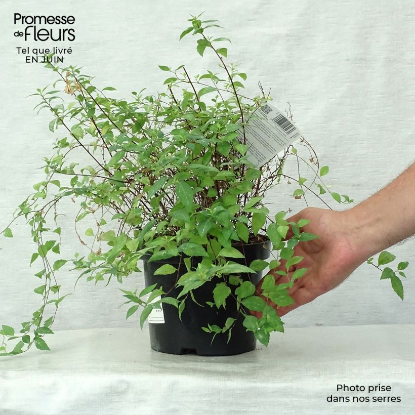 Exemplaar van Spierstruik Firelight - Spiraea japonica Pot van 3 l/4 l zoals geleverd in de zomer