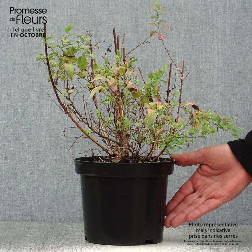 Exemplaar van Spierstruik Firelight - Spiraea japonica Pot van 3 l/4 l zoals geleverd in de herfst