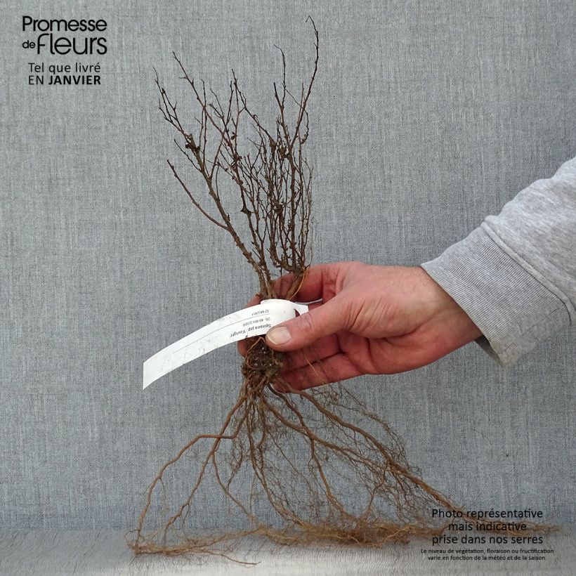 Exemplaar van Spierstruik Firelight - Spiraea japonica Naakte wortel zoals geleverd in de winter