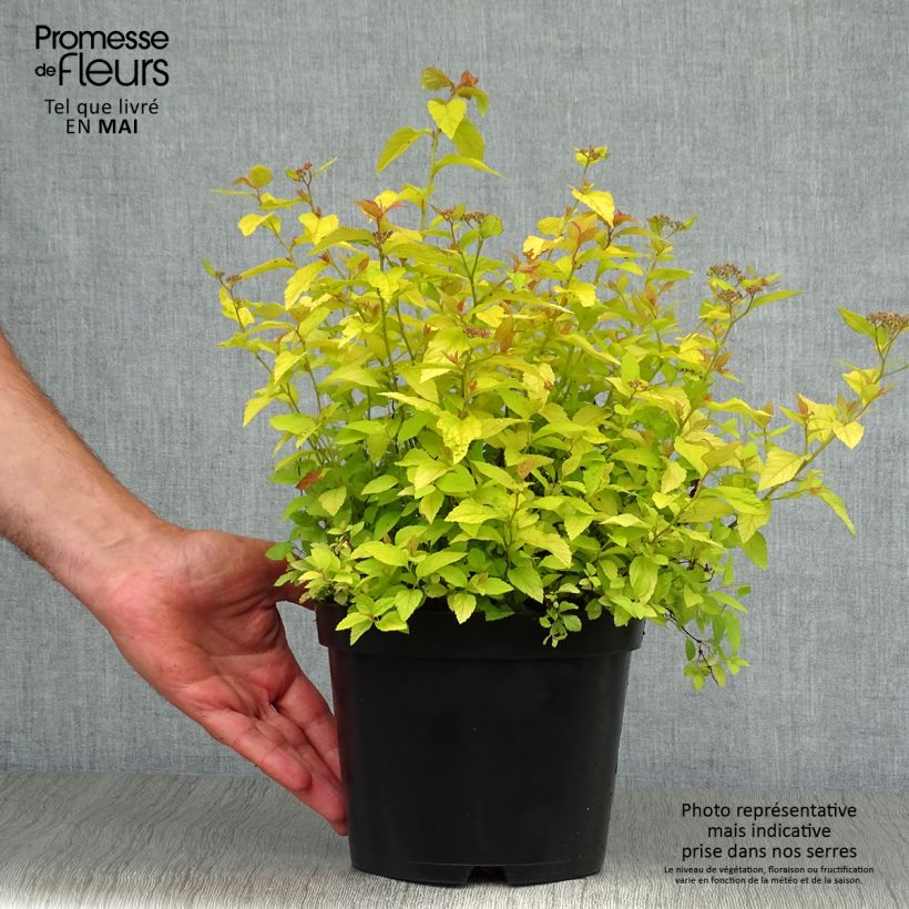 Example of Spiraea japonica Golden Princess - Spierstruik Pot van 2 l/3 l as you get in printemps