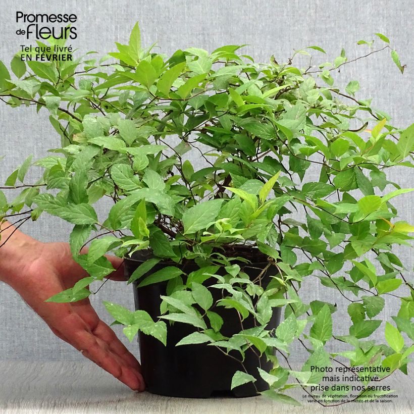 Exemplaar van Spiraea japonica Goldflame - Spierstruik Pot van 2 l/3 l zoals geleverd in de herfst