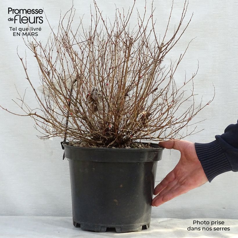 Exemplaar van Spiraea japonica Goldflame - Spierstruik Pot van 7,5 l/10 l zoals geleverd in de lente