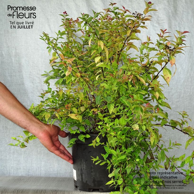Exemplaar van Spiraea japonica Goldflame - Spierstruik Pot van 7,5 l/10 l zoals geleverd in de zomer