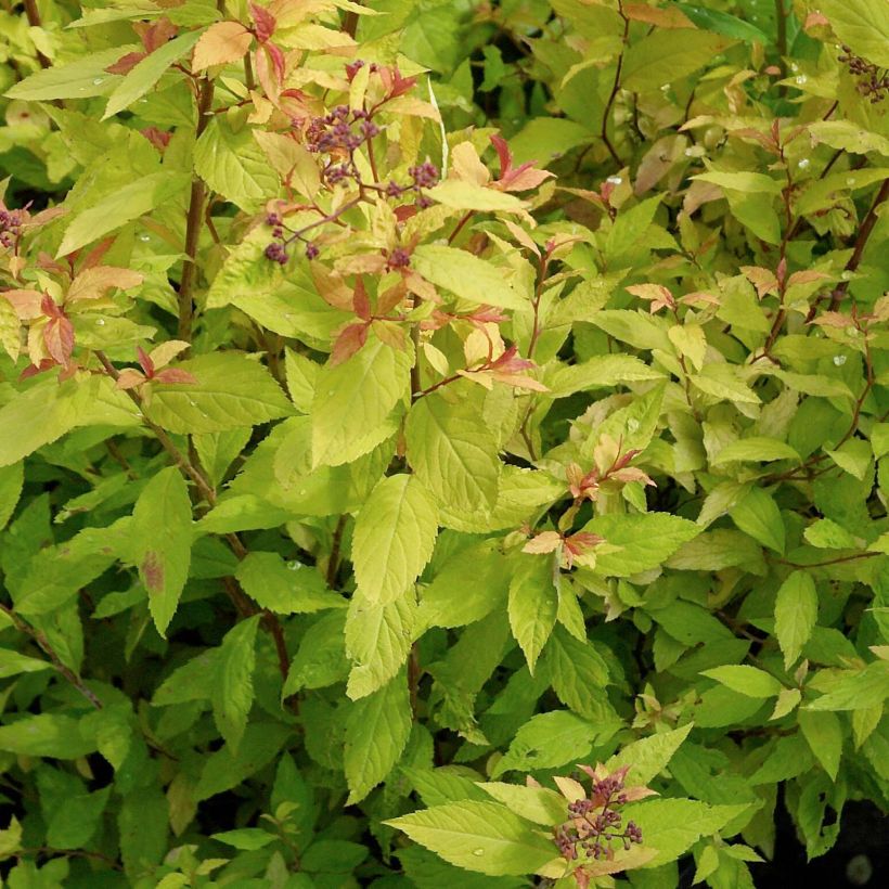Spiraea japonica Goldflame - Spierstruik (Blad)
