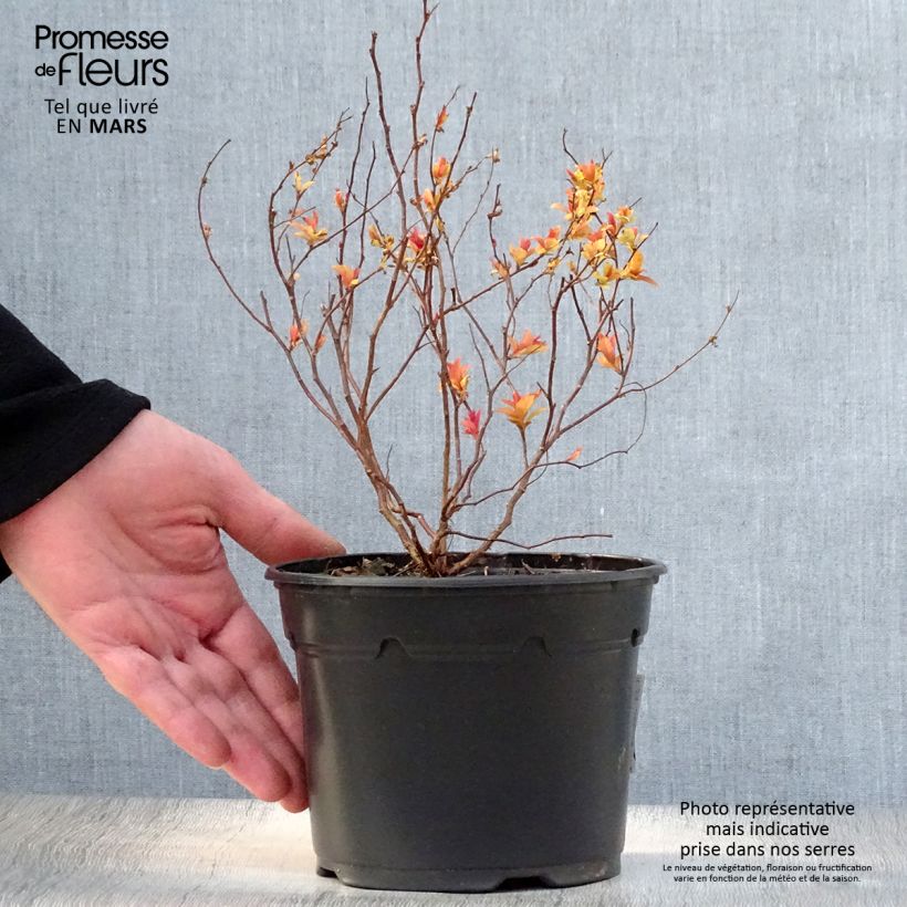 Exemplaar van Spiraea japonica Goldflame - Spierstruik Pot van 1 l/1,5 l zoals geleverd in de lente