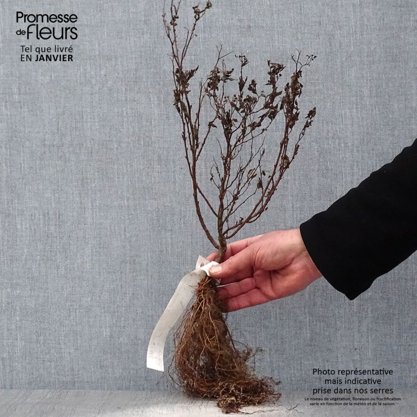 Exemplaar van Spiraea japonica Goldflame - Spierstruik Naakte wortel zoals geleverd in de winter