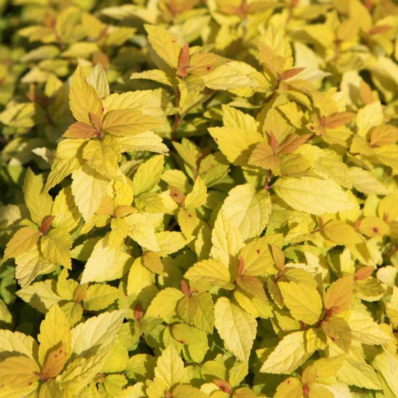 Spiraea japonica Goldmound - Spierstruik (Foliage)