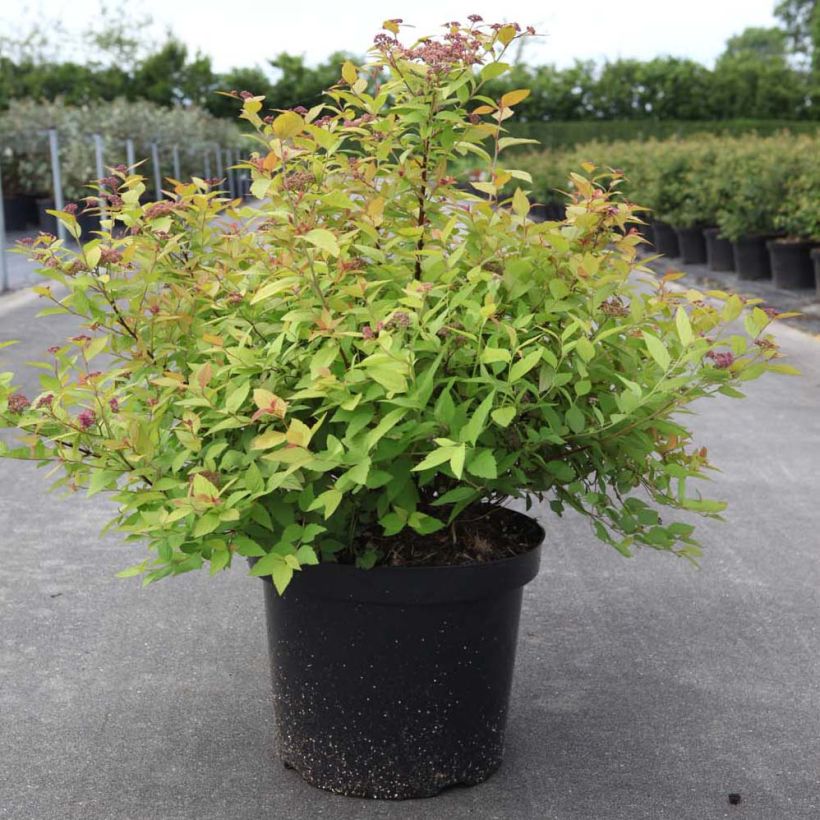 Spiraea japonica Goldmound - Spierstruik (Plant habit)