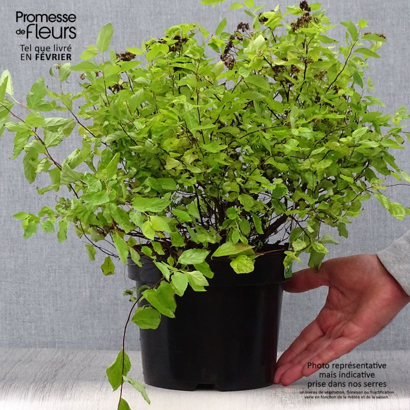 Exemplaar van Spiraea japonica Goldmound - Spierstruik Pot van 2 l/3 l zoals geleverd in de herfst