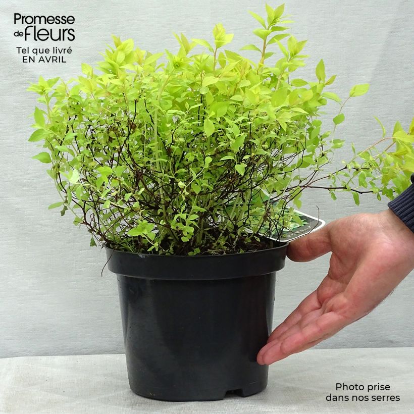 Example of Spiraea japonica Goldmound - Spierstruik Pot van 2 l/3 l as you get in printemps