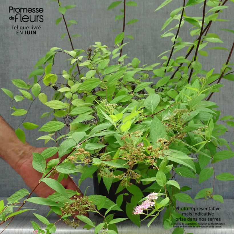 Exemplaar van Spiraea japonica Goldmound - Spierstruik Pot van 2 l/3 l zoals geleverd in de zomer