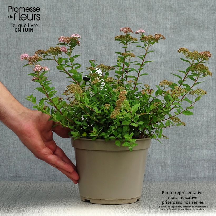 Exemplaar van Spiraea japonica Little Princess - Spierstruik Pot van 2 l/3 l zoals geleverd in de zomer