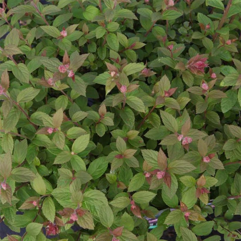Spiraea japonica Little Princess - Spierstruik (Blad)