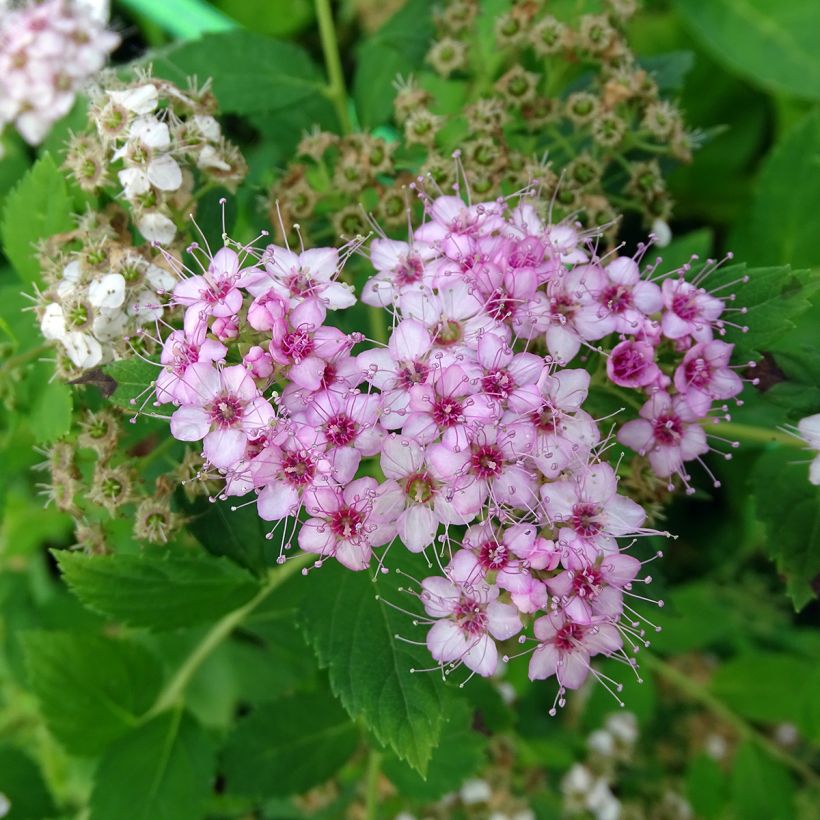 Spiraea japonica Little Princess - Spierstruik (Bloei)