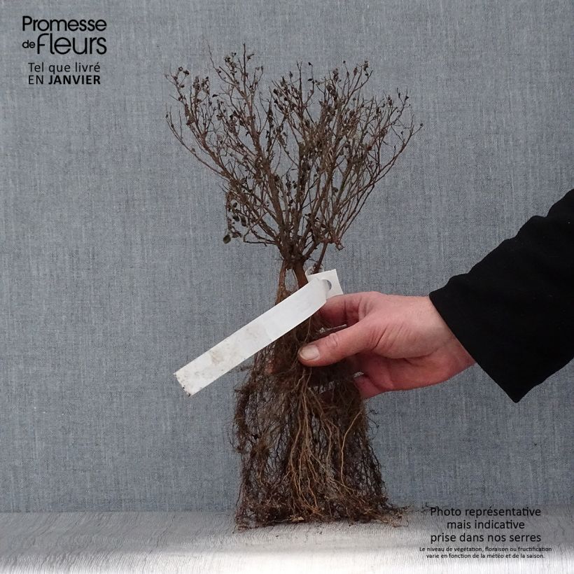 Exemplaar van Spiraea japonica Little Princess - Spierstruik Naakte wortel zoals geleverd in de winter