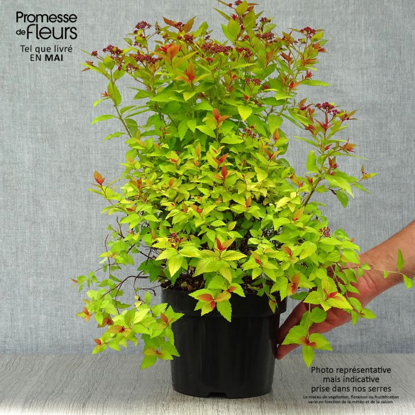 Exemplaar van Spiraea japonica Magic Carpet - Spierstruik Pot van 2 l/3 l zoals geleverd in de lente
