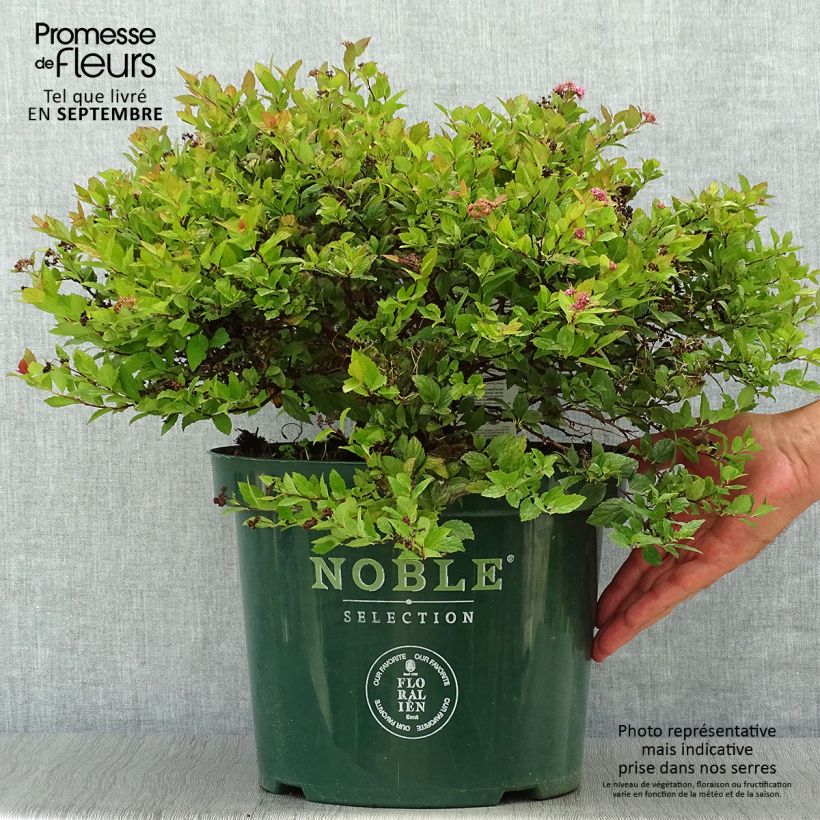 Exemplaar van Spiraea japonica Magic Carpet - Spierstruik Pot van 4 l/5 l zoals geleverd in de herfst