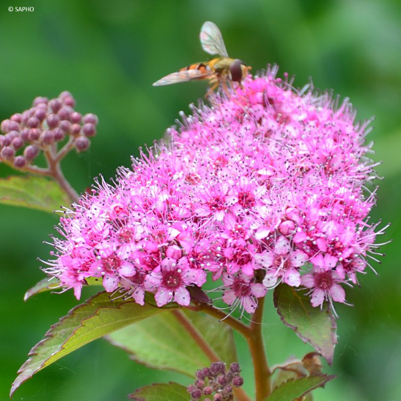 Spiraea japonica Merlo Green - Spierstruik (Bloei)